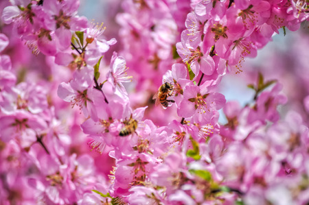 pink flowers