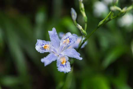 Purple iris flower