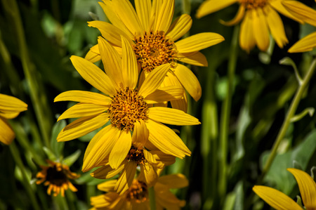 chrysanthemum flowers