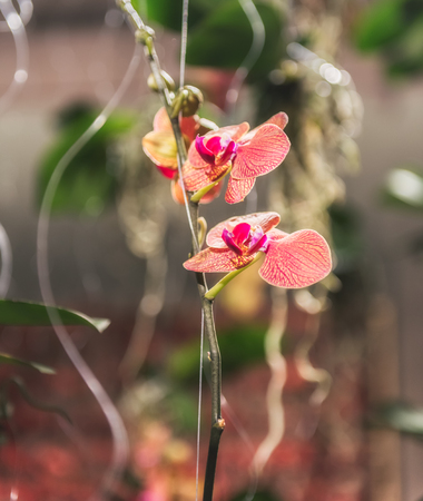 Moth orchidsの写真素材