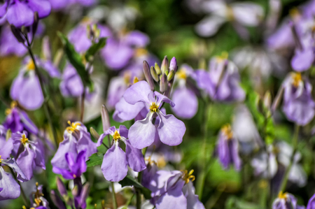 Orychophragmus violaceusの写真素材