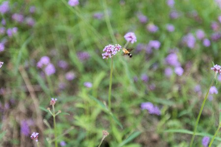 Purple small wild flowersの写真素材
