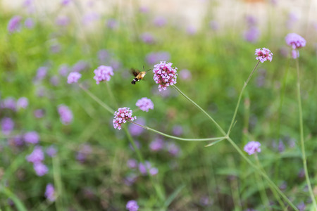 Purple small wild flowersの写真素材