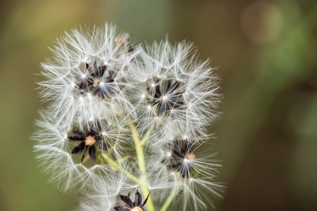 White small dandelionの写真素材