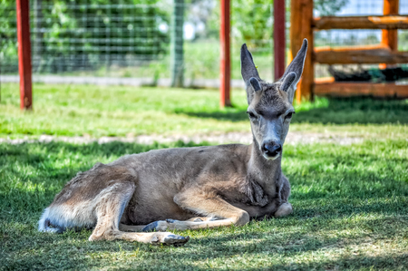 Fawn resting in the parkの写真素材
