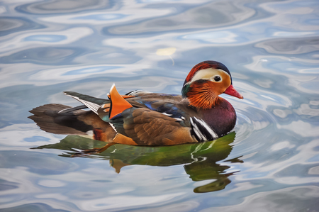 Mandarin duck swimming in the lakeの写真素材