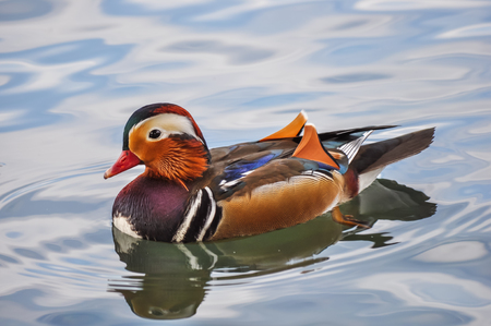Mandarin duck swimming in the lakeの写真素材