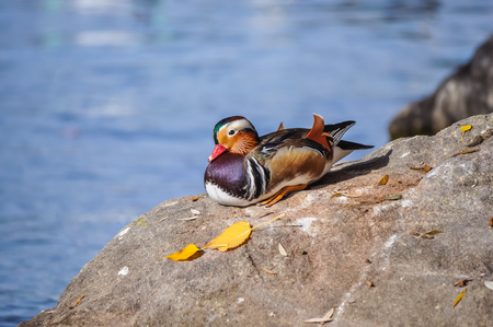 Mandarin duck by the lakeの写真素材