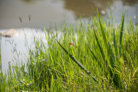 Red dragonfly on green grassの写真素材