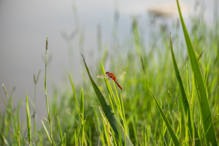 Red dragonfly on green grassの写真素材