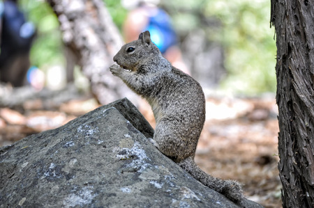 Squirrel close-upの写真素材
