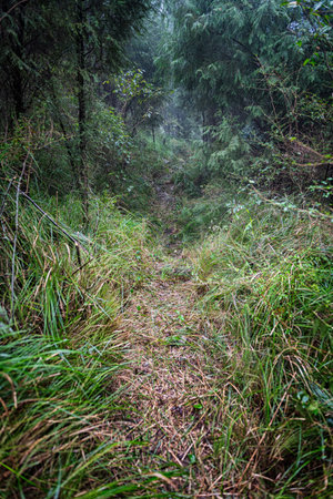 Vineyard plant on forest trunkの写真素材