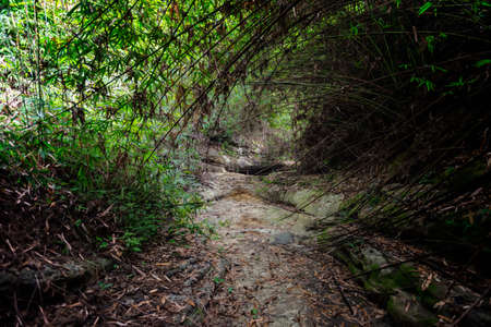 Forest canyon rock natural sceneryの写真素材