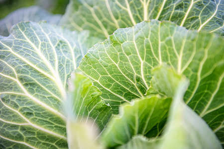 Green cabbage macro close-up