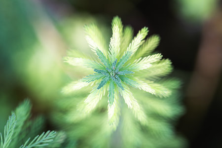 foxtail green algae water grass dew macroの写真素材