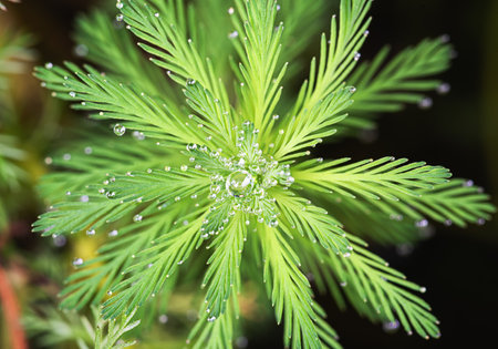 foxtail green algae water grass dew macroの写真素材