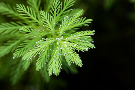 foxtail green algae water grass dew macroの写真素材