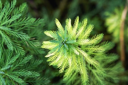 foxtail green algae water grass dew macroの写真素材