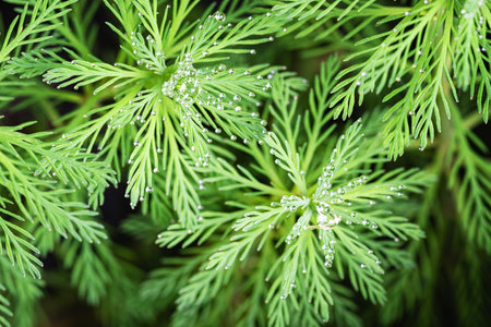 foxtail green algae water grass dew macroの写真素材