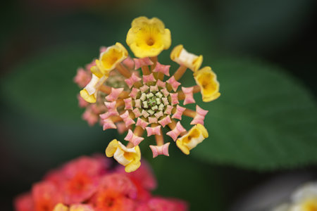 Ma Ying Dan flowers macro close-up