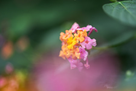 Ma Ying Dan flowers macro close-upの写真素材