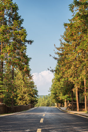 street tree road sceneryの写真素材