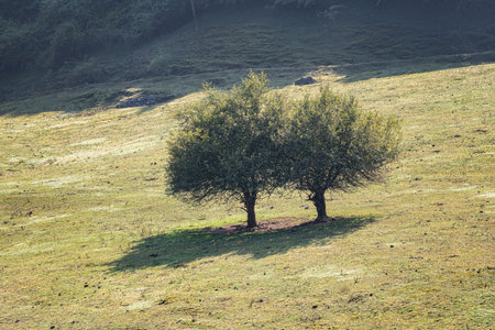 forest trees nature scenery
