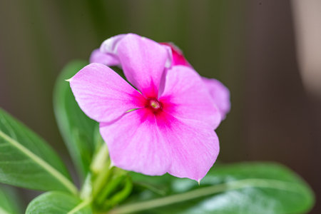 Blooming periwinkle macro close-upの写真素材