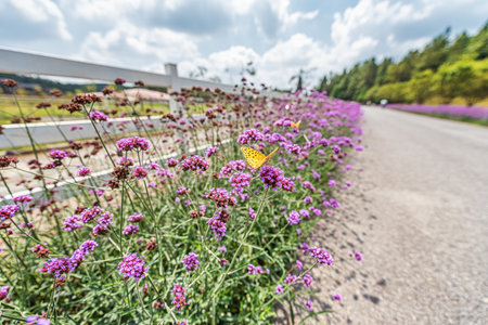 Garden Meadow Rural Scenery