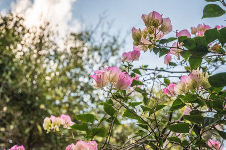 Pink bougainvillea natural sceneryの写真素材