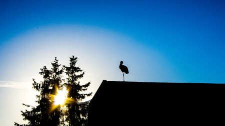 Stork is standing on one leg on the roof.の写真素材