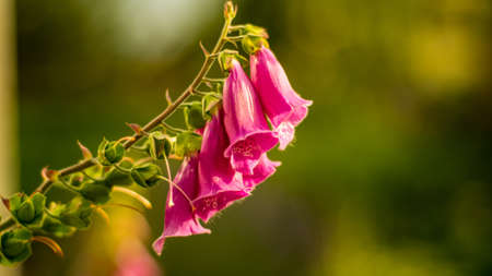 Flower bellsのeditorial素材