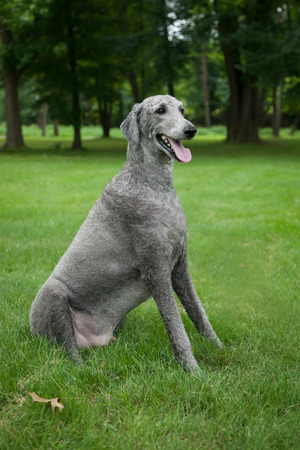 A young, male silver Standard Poodle sits outside in the summer grass.の写真素材