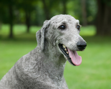 A young, male silver Standard Poodle sits outside in the summer grass.の写真素材