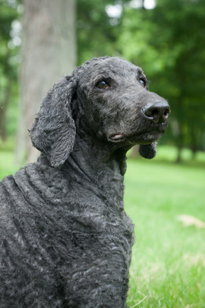 An older, male blue standard poodle sits in the bright summer grass.の写真素材