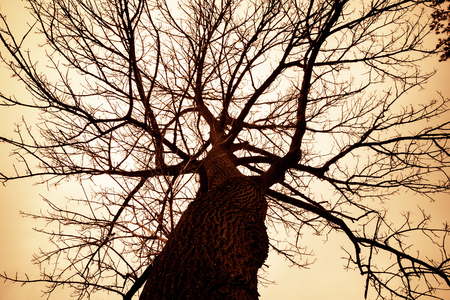 A barren tree is silhouetted against an orange colored sky.の写真素材