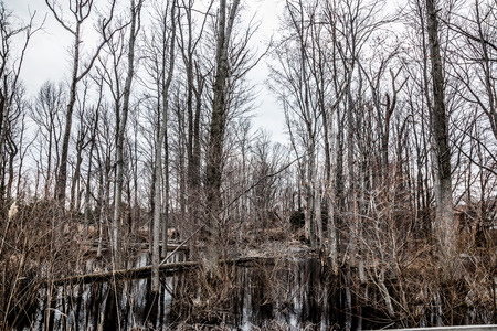 A creepy swamp forest looks completely dead and dismal.の写真素材
