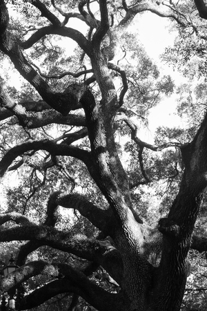 Majestic oak tree in Savannah, Georgia in black and white