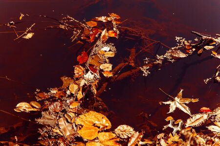 Autumn leaves float on murky water