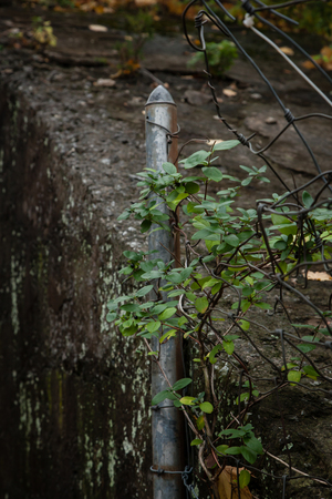 An old metal fence post with vinesの写真素材