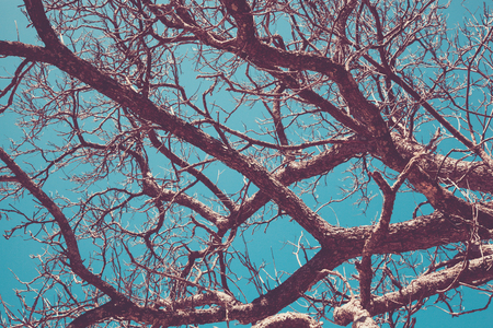 Tree branches against a blue background, muted, retro feelの写真素材