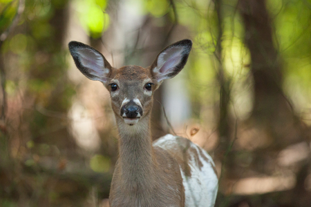 a female whitetail piebald deer walks through the forest.の写真素材