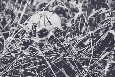 A skull sits on the ground in the middle of the woods.の写真素材