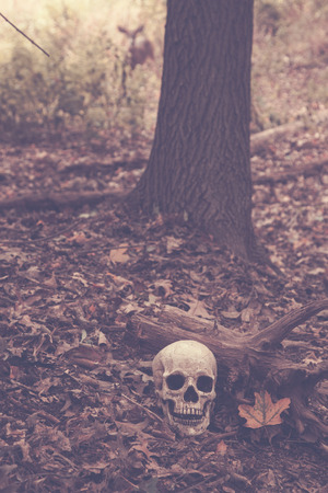 A skull sits on the ground in the middle of the woods. A deer is standing in the background.の写真素材
