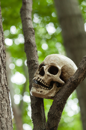 A skull sits in a tree in the middle of the woods.の写真素材