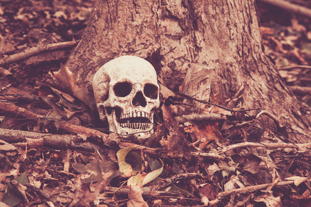 A skull sits on the ground in the middle of the woods.の写真素材