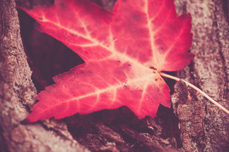 A photo of a bright red maple leaf sitting on a tree in autumn.の写真素材