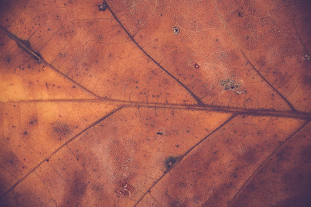 A macro image of an oak leaf, showing its veins
