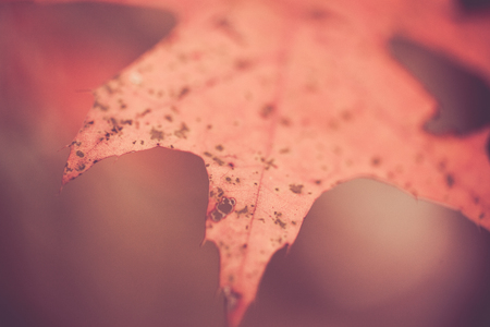 A closeup of an oak leaf still on the tree in autumn.の写真素材