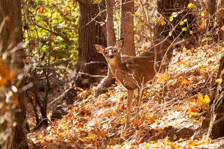 A young whitetailed deer doe grazes in the forest.の写真素材